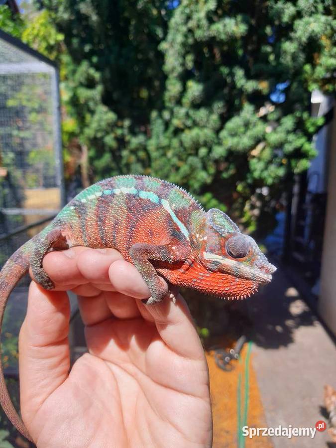 kameleon lamparci ambilobe red bar