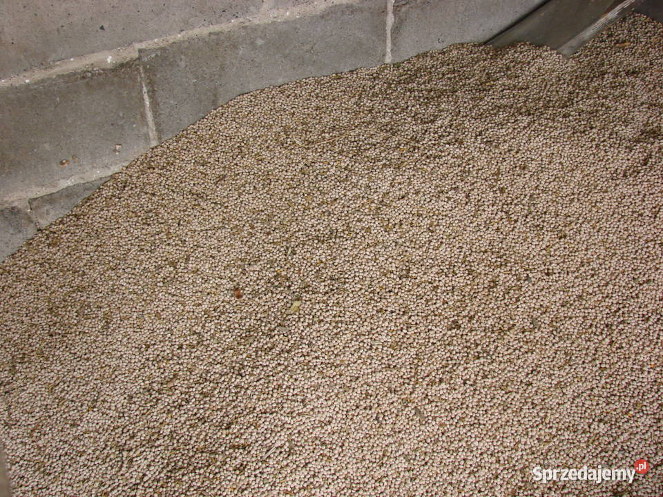 Łubin wąskolistny gorzki wielkopolskie Oborniki sprzedam