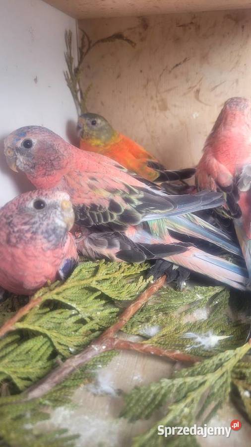 Papugi lilianki Ptaki Wieliczka