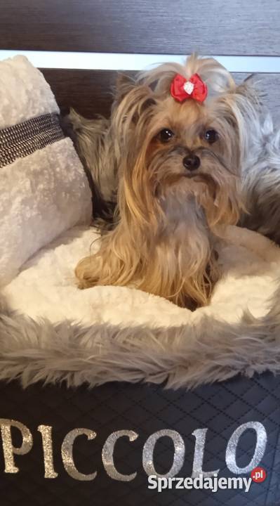 Yorkshire terrier miniaturka chłopczyk do