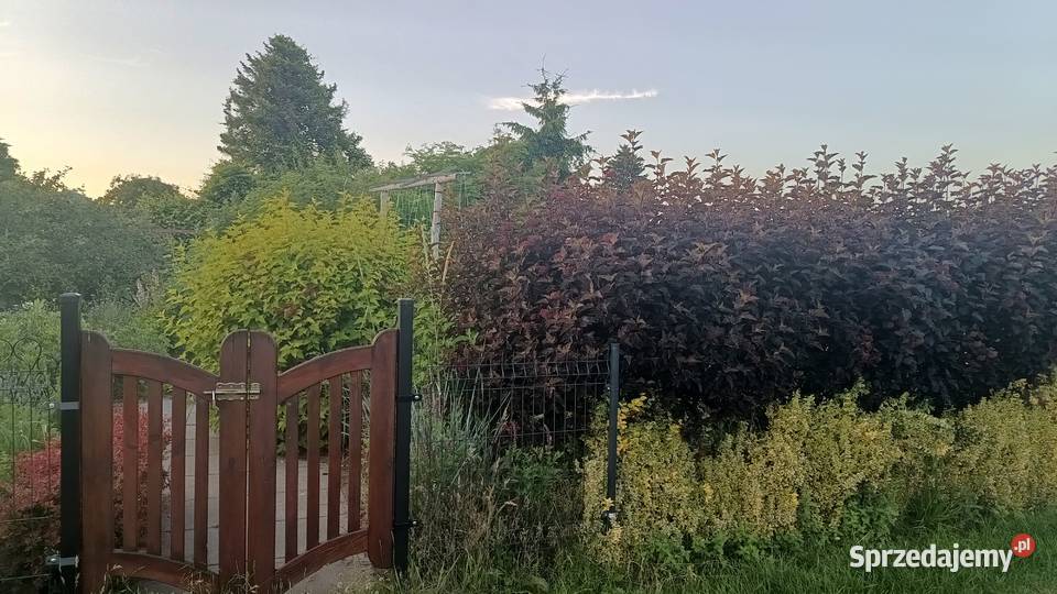 DZIAŁKA ROD PRUSZCZ GDAŃSKI Pruszcz Gdański sprzedam