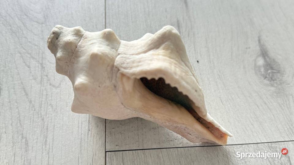 Muszle muszelki muszla naturalne ZANZIBAR Łódź