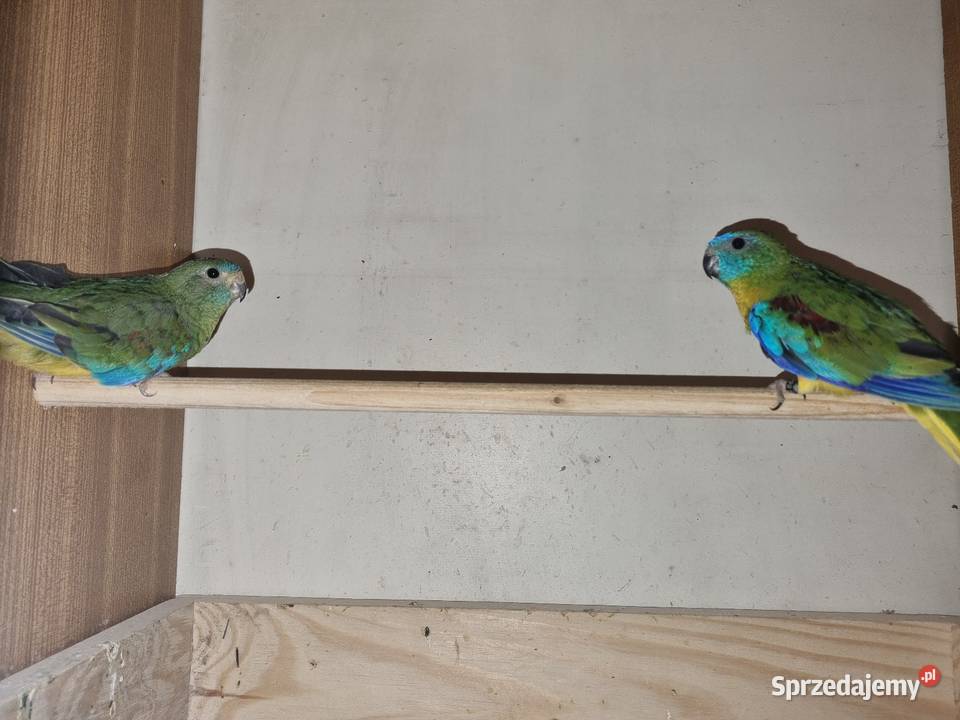 Łąkówka turkusowa Rybnik