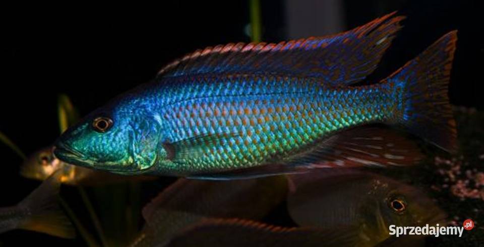 Champsochromis spilorhynchus WYSYŁKA NA TEREN Gdańsk