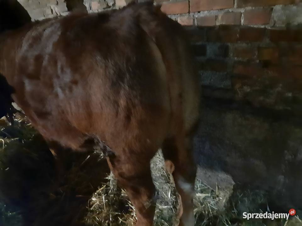 Sprzedam jałówkę mięsną Janów Podlaski sprzedam