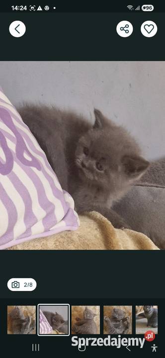 Brytyjskie niebieski chlopak krótkowłosy Szamotuły