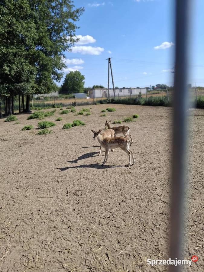 Młode daniele Góra