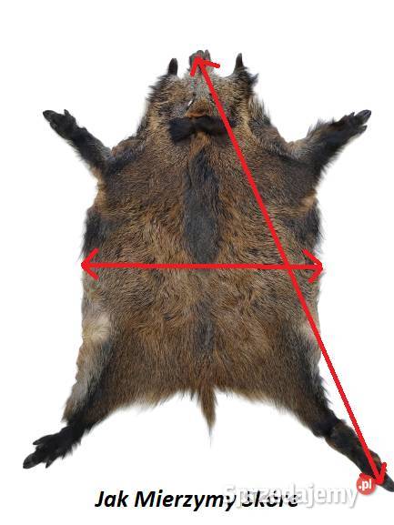 Dzik Skóra z Dzika Dekoracyjna Trofeum Skóry z Sztukateria, dekoracja sufitu małopolskie