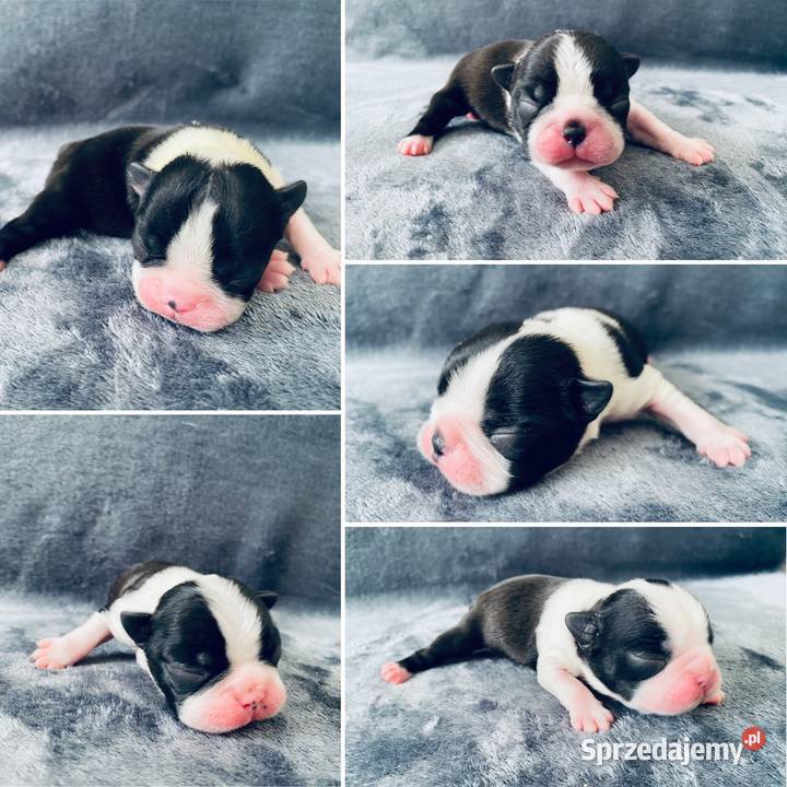 Boston terrier małopolskie Zielonki