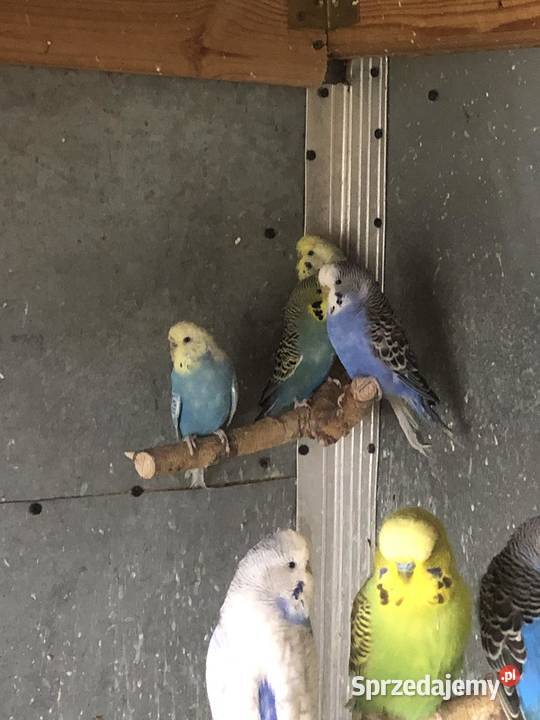 Papugi Faliste Poznań