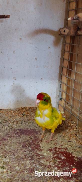 Sprzedam papugi górskie i kozy Świerklany sprzedam