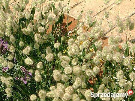 HIT Dmuszek jajowaty Nasiona Poznań