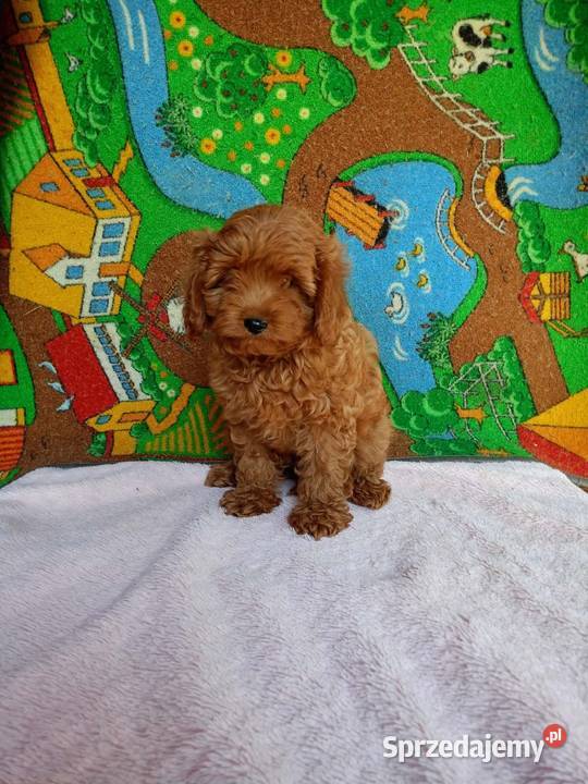 Cavapoo f1b Pozostałe
