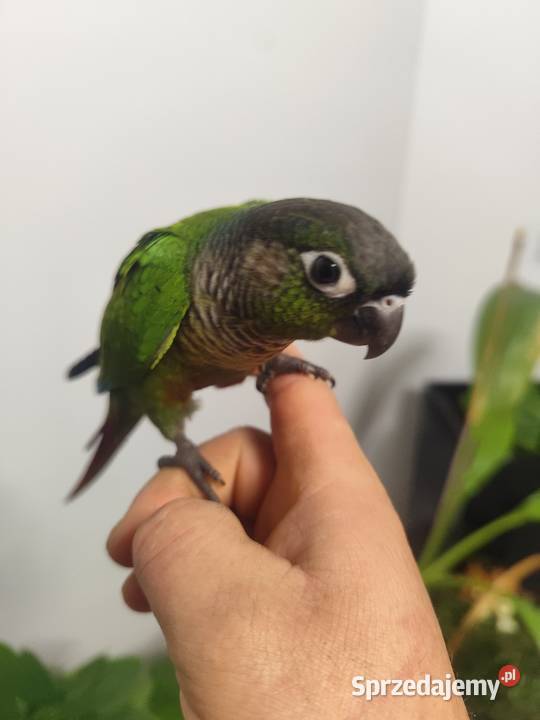 Ręcznie karmione Rudosrerka zielonolica Międzyświeć