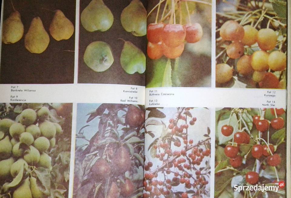 Owoce z mojej działki Tomasz Rejman Chełm