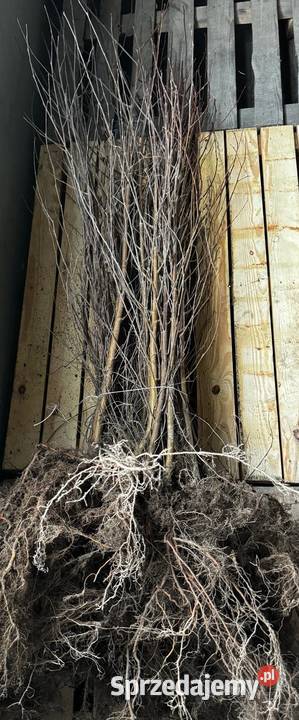 Brzoza Brodawkowata sadzonki 80120 SZKÓŁKOWANA Kielce sprzedam