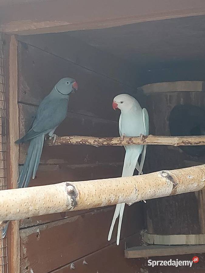 Aleksandretty Bogdaniec