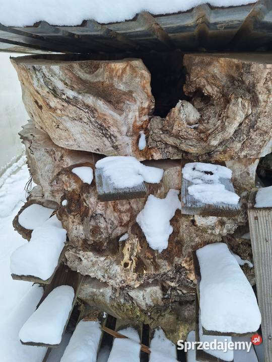 Plastry Foszty Drewno pod żywicę podkarpackie Dzikowiec