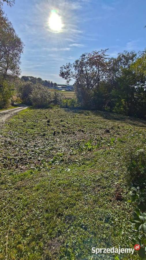 Rokietnica 15 min Przemyśla działka 556 ar z sprzedam