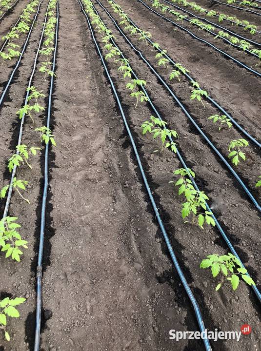 Ziemia ogrodowa Włocławek