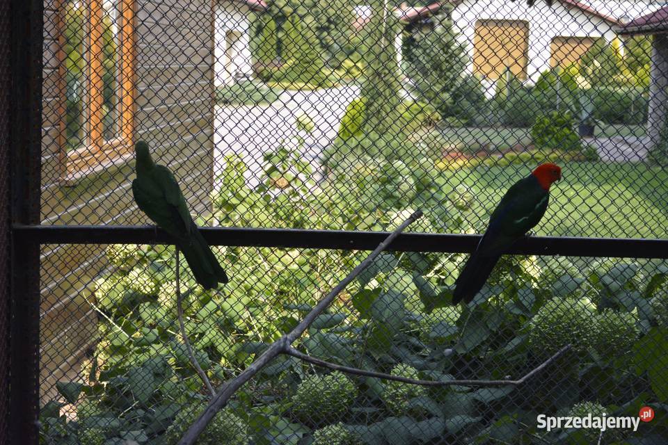 Papugi szkarłatki królewskie Rzeszów