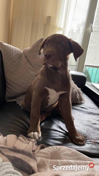 sprzedam szczeniaki labrador mix