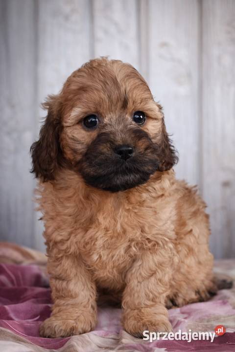 Cavapoo szczenięta