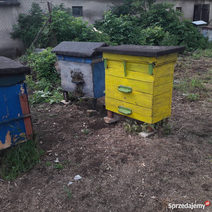 Ule z pszczołami Warszawskie Poszerzane STAN Bydgoszcz
