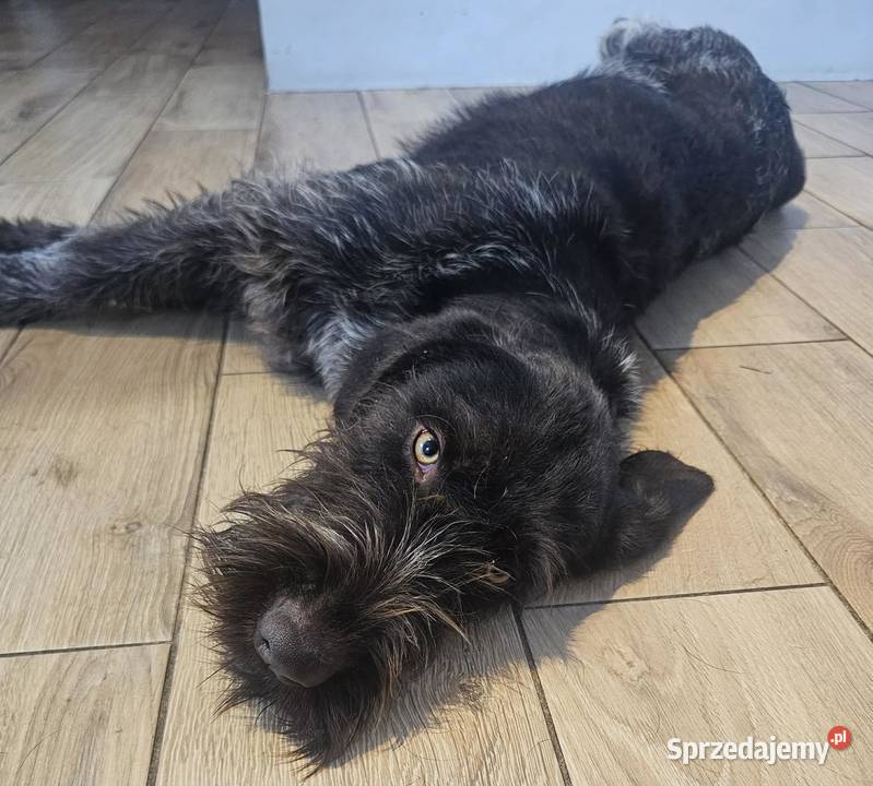 Wyżeł niemiecki szorstkowłosy suka Pozostałe Święta Lipka