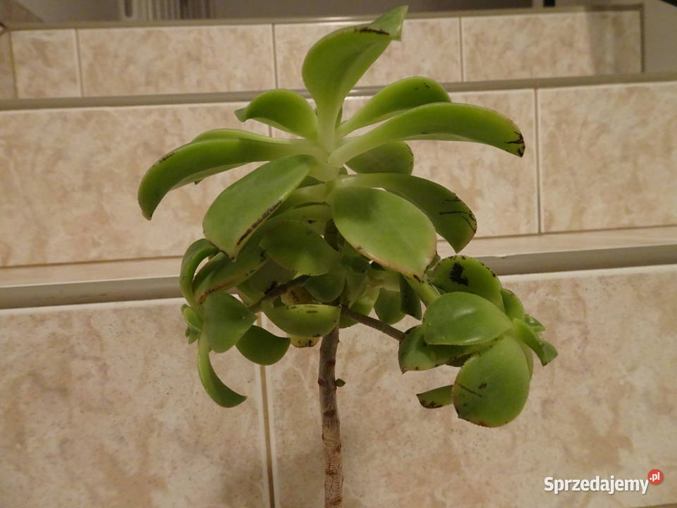 Aeonium Havorthii Kiwi Warszawa