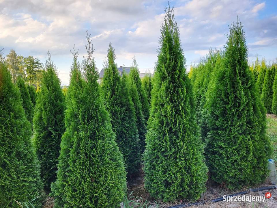 Tuja szmaragd Tuje Szmaragd 200220 Transport mazowieckie Warszawa
