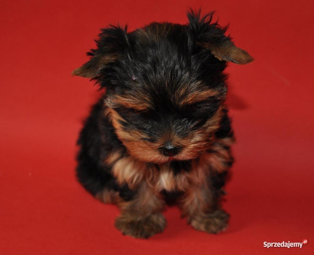 Ośmiotygodniowe szczenieta york yorkshire terier Szczecin