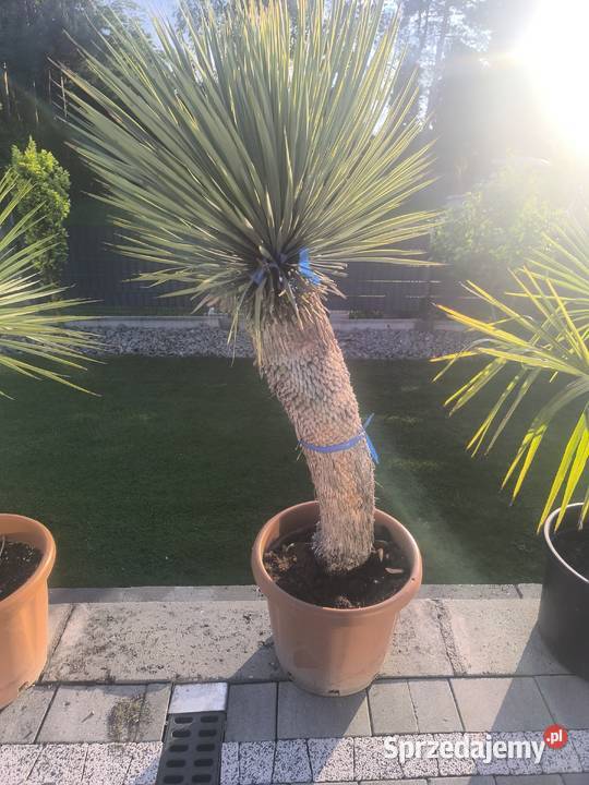 palma yucca rostrata Pszczyna sprzedam