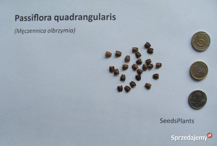 MĘCZENNICA OLBRZYMIA Passiflora quadrangularis