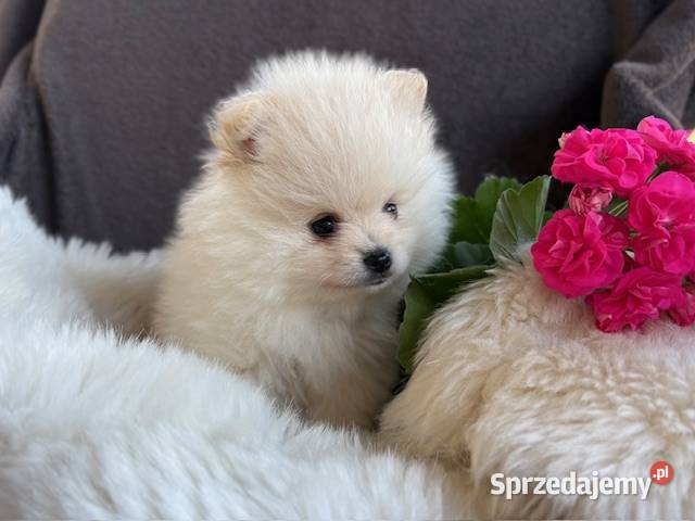 SZPIC MINIATUROWY POMERANIAN PIĘKNE DWA PIESKI Warszawa