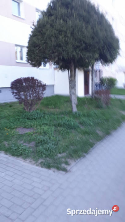 Sprzedaz