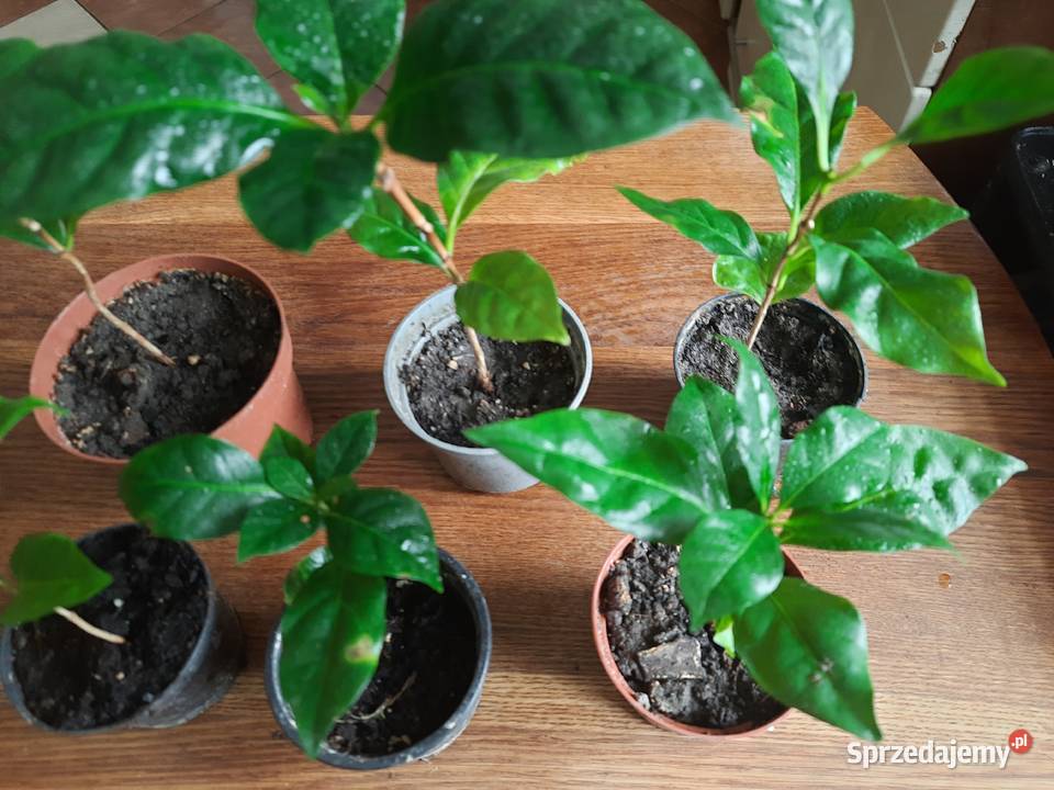 Sadzonki kawy arabika w doniczkach wysokość 2027 warmińsko-mazurskie Morąg sprzedam
