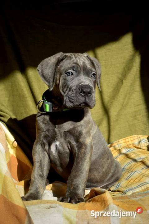Cane Corso Ksin Fargo Fci Skępe