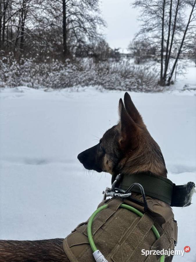 Suka Owczarek Belgijski lubelskie Lublin