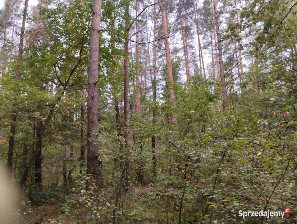 Sprzedam las warmińsko-mazurskie Sarnowo
