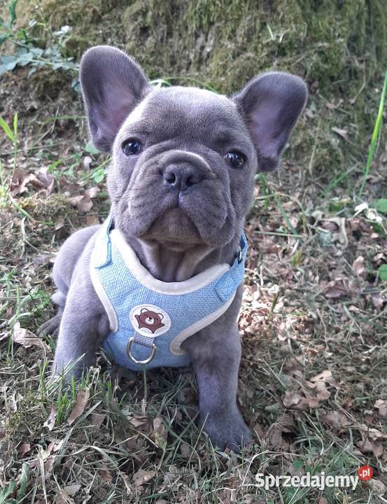 Buldog francuski piesek blue Buldog Pabianice