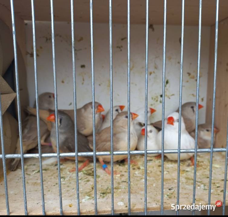 Zeberki australijskie sprzedam
