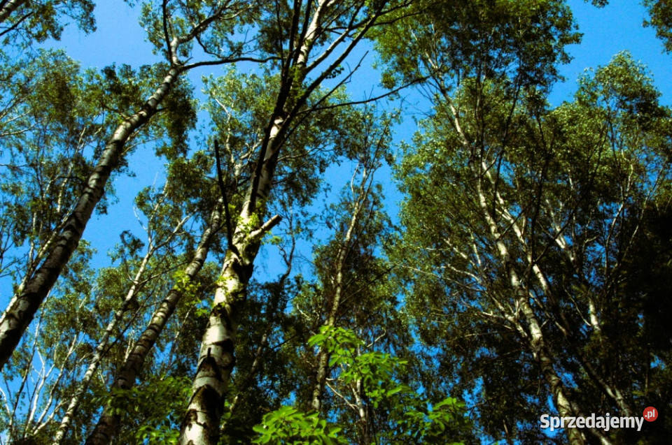 7810m2działka bud 4965m22845m2LAS asfalt Kania Góra
