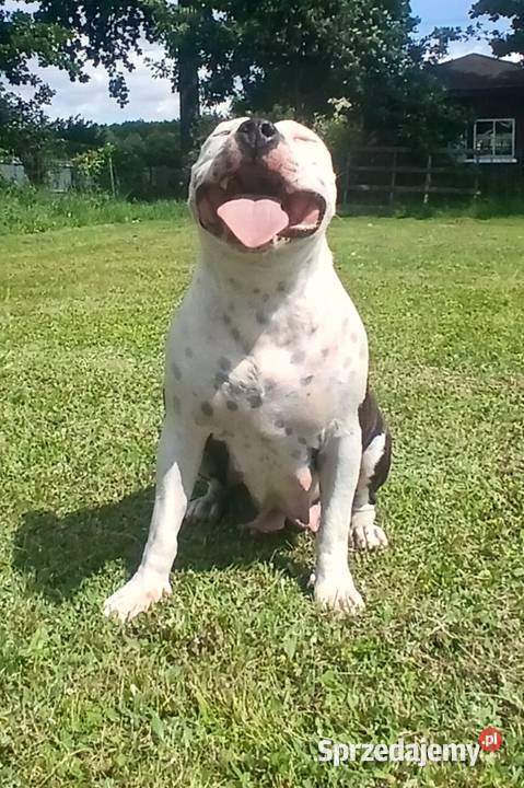 American Staffordsihre Terrier szczeniak wielkopolskie Konin