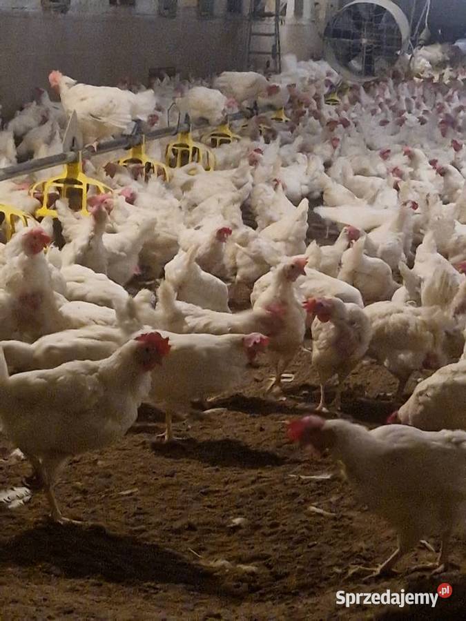 Kura nioska isa tinted