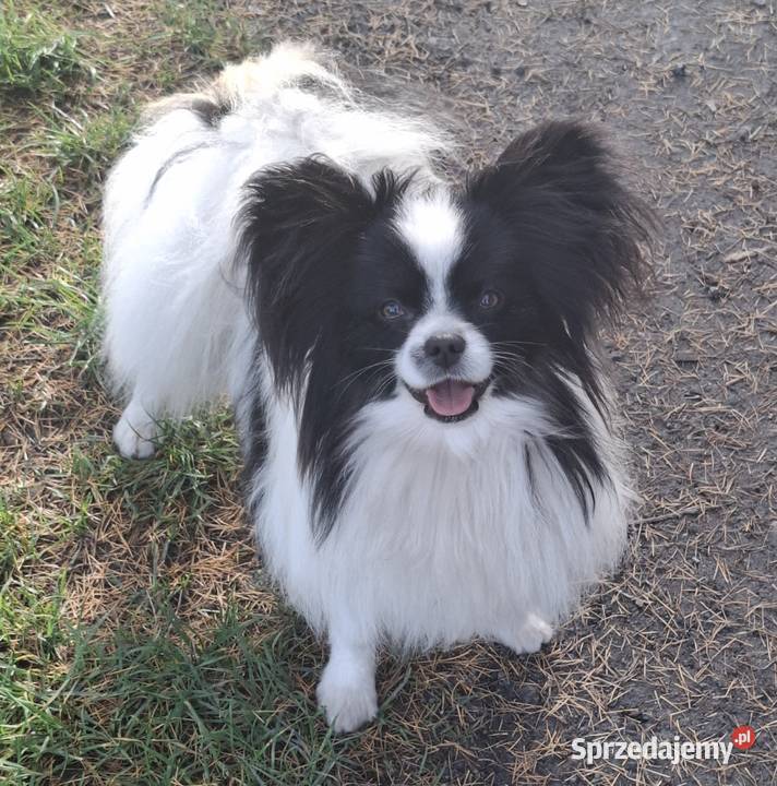Spaniel kontynentalnyPapilon Pozostałe sprzedam