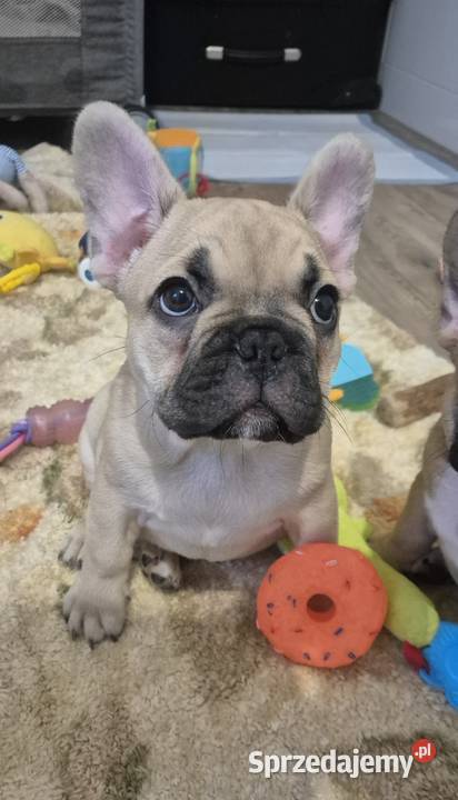 Buldog francuski szczeniaczki Czyżeminek