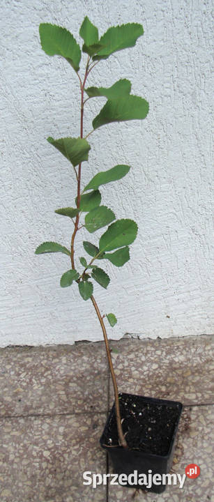 ŚWIDOŚLIWA OLCHOLISTNA Henywood sadzonki w kujawsko-pomorskie Ustronie sprzedam