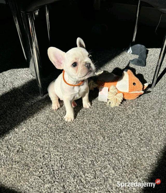 Buldog francuski gotowy na narodziny Szczecinek