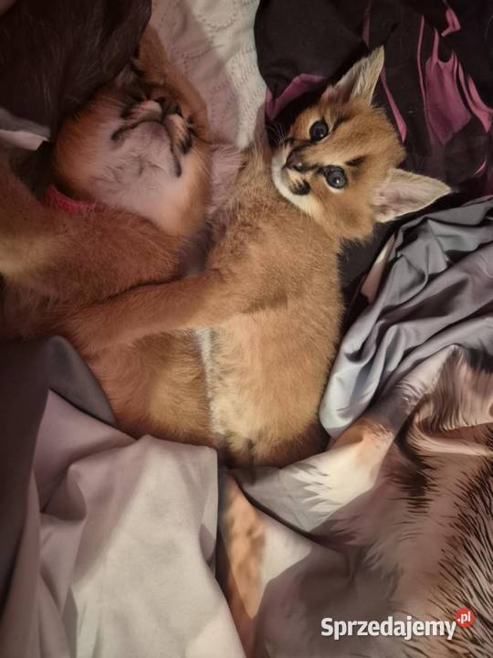 Karakal stepowy caracal młode koty łagodne